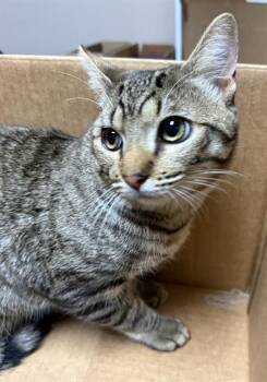 Domestic Short Hair Cats Available for Adoption in Redlands, California - BURRITO | PetCurious