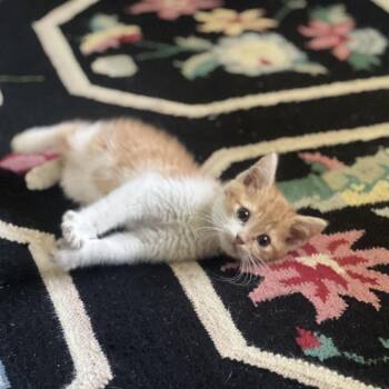 Bobblehead Billy -  Domestic Short Hair Cat for Adoption in Evansville, Indiana - Bobblehead Billy | PetCurious