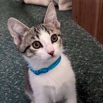 Sashimi -  Domestic Short Hair Cat for Adoption in Villa Park, California - Sashimi | PetCurious