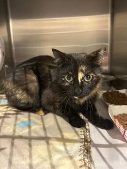Domestic Short Hair Cats Available for Adoption in Winder, Georgia - 2026-05-084 *Peaches* | PetCurious