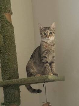 Domestic Short Hair Cats Available for Adoption - Violet 5 | PetCurious