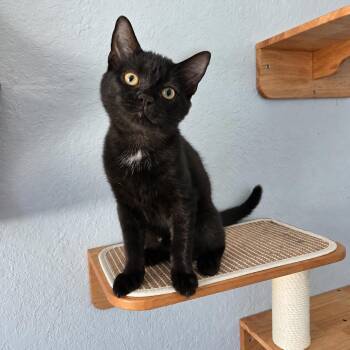 Poe -  Domestic Short Hair Cat for Adoption in Lutz, Florida - Poe | PetCurious