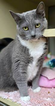 Vivian -  Domestic Short Hair Cat for Adoption in New Castle, Pennsylvania - Vivian | PetCurious