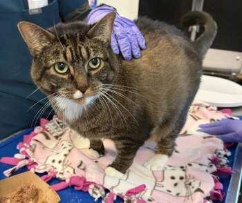 Luna Harvest -  Domestic Short Hair Cat for Adoption in New York, New York - Luna Harvest | PetCurious