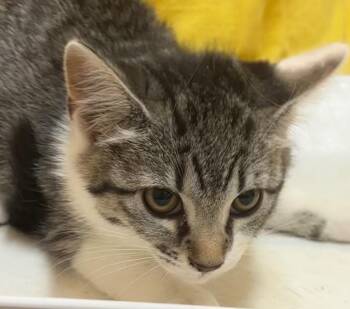 BRYLIE -  Domestic Short Hair Cat for Adoption in Elizabethton, Tennessee - BRYLIE | PetCurious