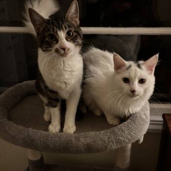 Rescue Domestic Short Hair Cats for Adoption in Portland, Oregon - Diamond And Onyx | PetCurious