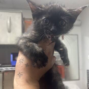 Domestic Short Hair Cats Available for Adoption in Philadelphia, Pennsylvania - Scooter | PetCurious