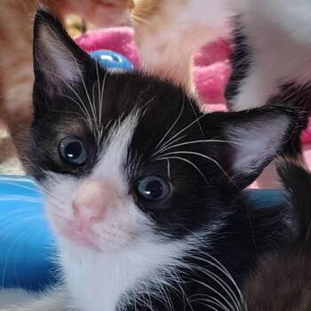 Mini bar -  Domestic Short Hair Cat for Adoption in Titusville, Florida - Mini Bar | PetCurious