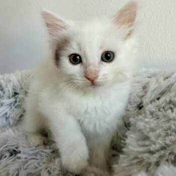 Rey -  Domestic Long Hair Cat for Adoption in Tustin, California - Rey | PetCurious