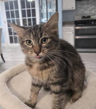 Domestic Medium Hair Cats Available for Adoption - Lina | PetCurious