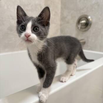 Rocket -  Domestic Short Hair Cat for Adoption in Tustin, California - Rocket | PetCurious