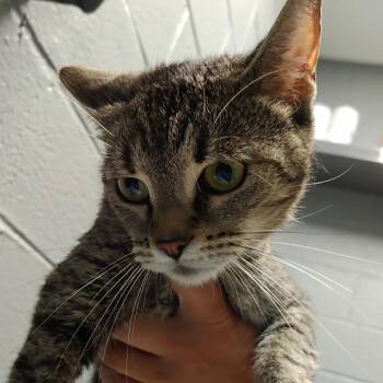 Kendra -  Domestic Short Hair Cat for Adoption in Allentown, Pennsylvania - Kendra | PetCurious