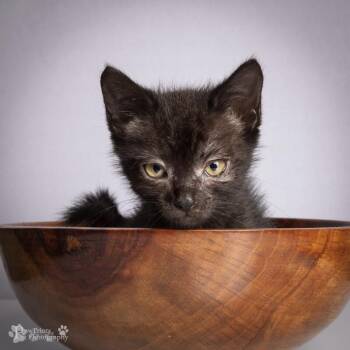 Buzz -  Domestic Short Hair Cat for Adoption in Maryville, Tennessee - Buzz | PetCurious
