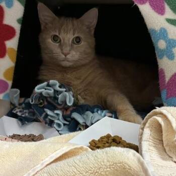 Fiona -  Domestic Long Hair and Domestic Short Hair Cat for Adoption in Wheaton, Illinois - Fiona | PetCurious