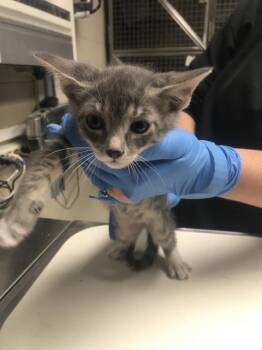 A431805 -  Domestic Short Hair Cat for Adoption in Conroe, Texas - A431805 | PetCurious