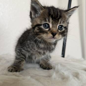 Domestic Short Hair Cats Available for Adoption in Jacksonville, Florida - Levi | PetCurious