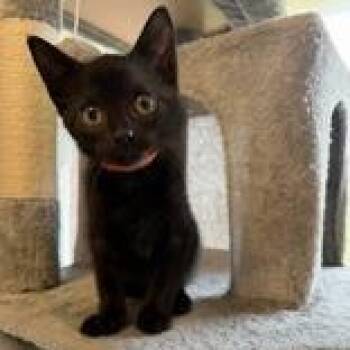 Shaggy -  Domestic Short Hair Cat for Adoption in Pickering, Ontario - Shaggy | PetCurious