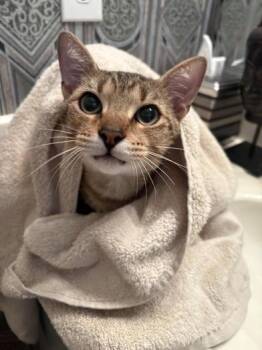 Mellow -  Domestic Short Hair Cat for Adoption in Liverpool, Texas - Mellow | PetCurious