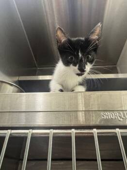 Gulliver -  Domestic Short Hair Cat for Adoption in Hilton Head Island, South Carolina - Gulliver | PetCurious