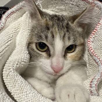 Domestic Long Hair Cats Available for Adoption - Buffalo Sauce | PetCurious