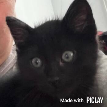 Bombay and Domestic Short Hair Cats Available for Adoption in San Antonio, Texas - Kevin | PetCurious