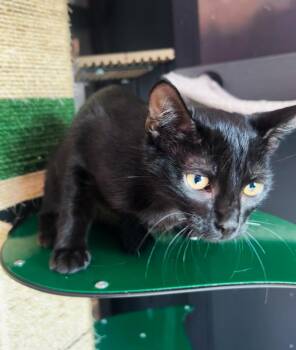 Rescue Domestic Short Hair Cats for Adoption in Asheville, North Carolina - Galaxy | PetCurious
