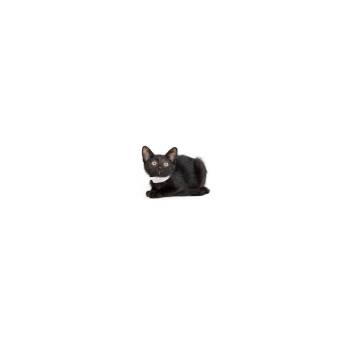 Sergio -  Domestic Short Hair Cat for Adoption in Los Angeles, California - Sergio | PetCurious
