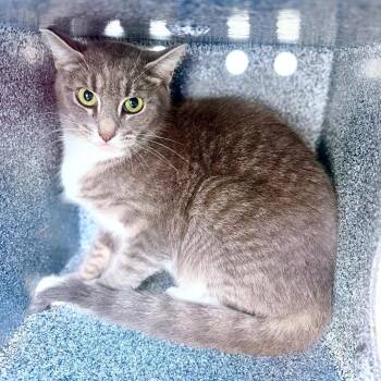 Cersei -  Domestic Short Hair Cat for Adoption in Evensville, Tennessee - Cersei | PetCurious