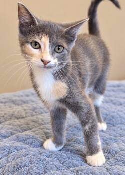 Peaches -  Domestic Short Hair Cat for Adoption in Austin, Texas - Peaches | PetCurious