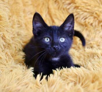 Bombay Cats Available for Adoption in St. Augustine, Florida - Chip | PetCurious