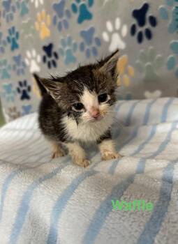 Domestic Short Hair Cats Available for Adoption in Wabash, Indiana - Waffle | PetCurious