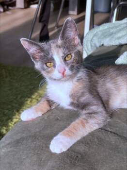 Coral -  Domestic Short Hair Cat for Adoption - Coral | PetCurious