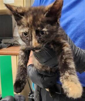 A882830 -  Domestic Short Hair Cat for Adoption in Camarillo, California - A882830 | PetCurious