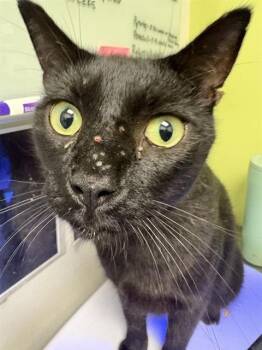 SCOOTER -  Domestic Short Hair Cat for Adoption in Pueblo, Colorado - SCOOTER | PetCurious