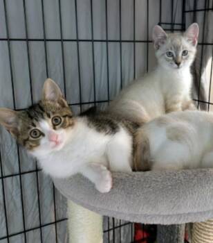 Bluey and Bodie -  Siamese Cat for Adoption in Atlanta, Georgia - Bluey And Bodie | PetCurious