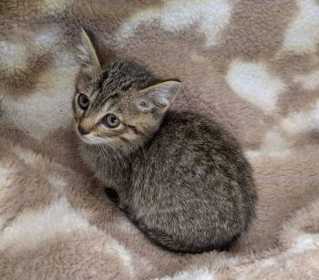 Crawdad -  Tabby Cat for Adoption in Clarksville, Tennessee - Crawdad | PetCurious