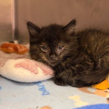 B-MO -  Domestic Medium Hair Cat for Adoption in Fort Smith, Arkansas - B-MO | PetCurious