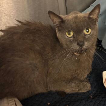 Rescue Domestic Short Hair Cats for Adoption in Los Angeles, California - Beluga | PetCurious