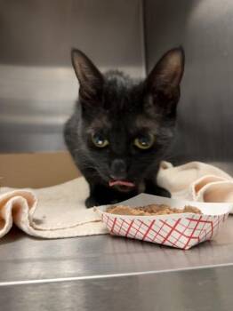 Nova -  Domestic Short Hair Cat for Adoption in Fallston, Maryland - Nova | PetCurious