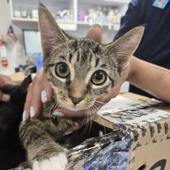 Sharky -  Domestic Short Hair Cat for Adoption in Newark, New Jersey - Sharky | PetCurious