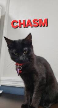 Chasm -  Domestic Short Hair Cat Available for Adoption in Rome, Georgia - Chasm | PetCurious