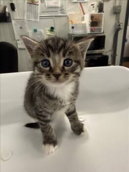 *YELLOW -  Domestic Short Hair Cat for Adoption in Woodland, California - *YELLOW | PetCurious