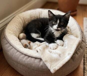 Domestic Short Hair Cats Available for Adoption in Johnson City, Tennessee - Checkers | PetCurious