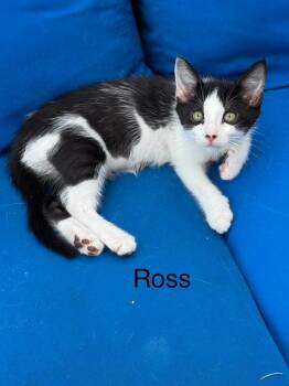 Ross -  Domestic Short Hair Cat Available for Adoption in West Palm Beach, Florida - Ross | PetCurious