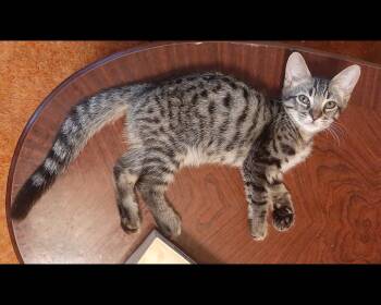 Pauli -  Tabby Cat for Adoption in Redlands, California - Pauli | PetCurious