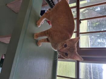 Tobasco -  Domestic Short Hair Cat for Adoption in Lynchburg, Tennessee - Tobasco | PetCurious