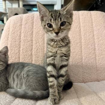 Stimmy -  Domestic Short Hair Cat for Adoption in Inman, South Carolina - Stimmy | PetCurious