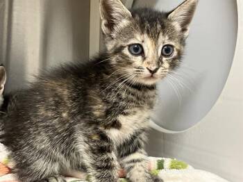LATTE -  Domestic Short Hair Cat for Adoption in Tustin, California - LATTE | PetCurious