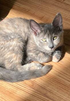 Lulu -  Domestic Short Hair Cat for Adoption in Westfield, New York - Lulu | PetCurious