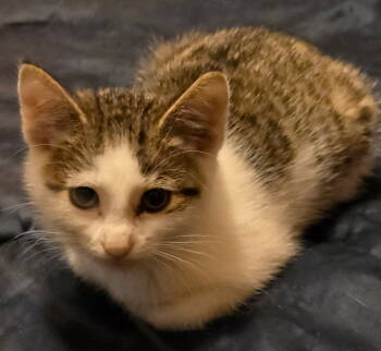 Rescue Domestic Short Hair and Tabby Cats for Adoption in Columbus, Minnesota - Arwyn | PetCurious